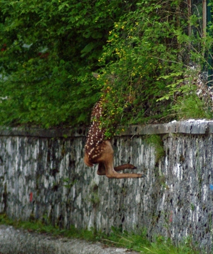 Ancora cervi